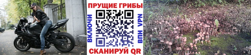 Галлюциногенные грибы Magic Shrooms  закладка  Узловая 